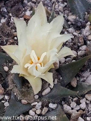 20161019_133254.jpg (277.76 KiB) 10311 mal betrachtet A. trigonus ssp. horacekii<br />nördl. Jaumave TAM.