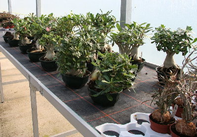 Adenium bei Specks