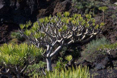 WB20130212, La Palma, Fuencaliente, Senecio kleinia.jpg