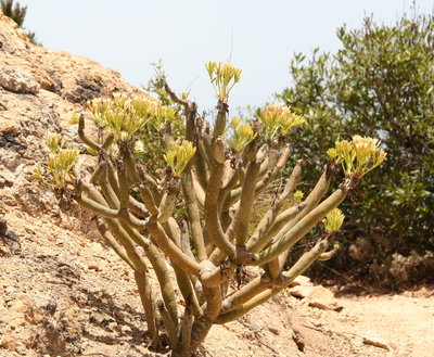 IMG_7316.JPG (303.29 KiB) 20849 mal betrachtet Kleinia nerrifolia am Roque El Cano, nahe Vallehermoso auf La Gomera
