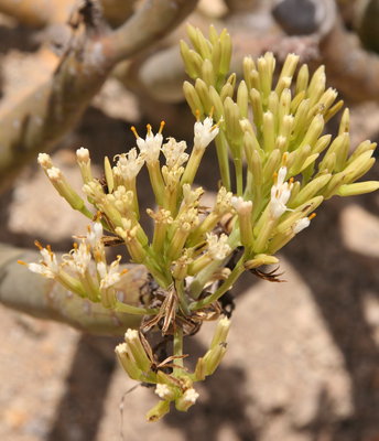 IMG_7321.JPG (190.69 KiB) 20849 mal betrachtet die hat still gehalten, aber wir waren auch im Windschatten eines mächtigen Berges unterwegs ;)