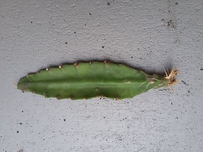 Vergessenes Epiphyllum-Blatt von oben