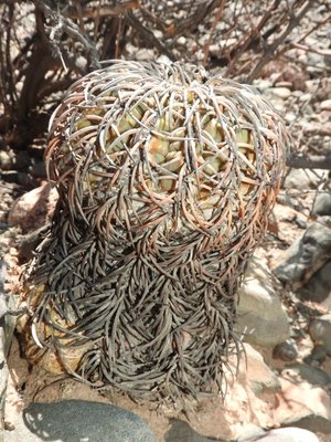 Gymnocalycium spegazzinii RB3203 - RP25 nördl. Angastaco, Salta 1885m