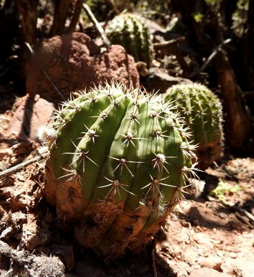 DSCN1771.JPG (140.27 KiB) 16524 mal betrachtet Echinopsis silvestrii RB3173 - Quebrada de las Conchas - südwestl. Alemania, Salta 1250m