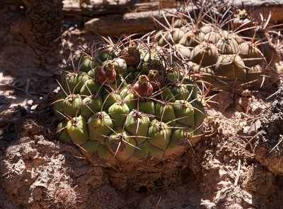 DSC03636.JPG (154.49 KiB) 16524 mal betrachtet Gymnocalycium saglionis RB3171