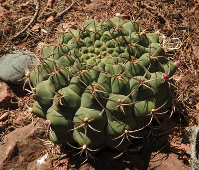 DSCN1799.JPG (165.6 KiB) 16524 mal betrachtet Gymnocalycium delaetii RB3177