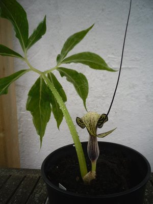 Arisaema kiushianum von vorne