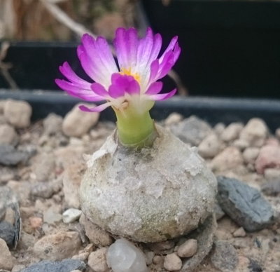 Conophytum burgeri Aggeneys, MBB 3337