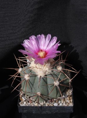 Echinoc_horizontalonius_erste Blüte_100518_7274.jpg