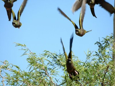 DSCN1833.JPG (120.49 KiB) 15950 mal betrachtet Felsensittich - Cyanoliseus patagonus