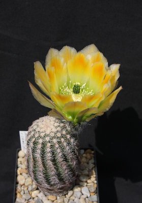 Echinocer_ctenoides_100521_7434.jpg