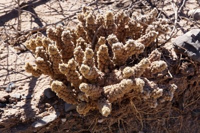 DSC03708.JPG (171.77 KiB) 16325 mal betrachtet Tephrocactus molinensis RB3187 - RN40 Valle Calchaquies, Los Sauces, Salta 1687m