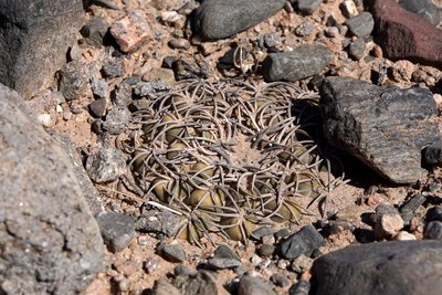 DSC03703.JPG (175.03 KiB) 15141 mal betrachtet Gymnocalycium spegazzinii RB3185 - RN40 Valle Calchaquies, Los Sauces, Salta 1675m