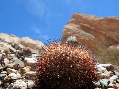 DSCN1867.JPG (112.1 KiB) 10705 mal betrachtet Parodia horrida RB3195 - RN40 Quebrada de las Flechas, Salta 1935m