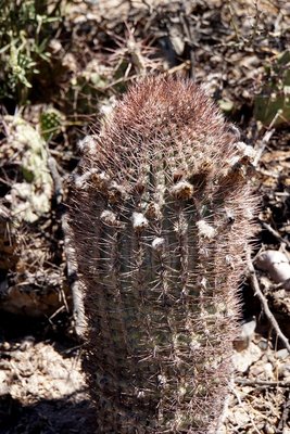 DSC03765.JPG (187.27 KiB) 11080 mal betrachtet Acanthocalycium thionanthum RB3193 - RN40 Valle Calchaquies, Santa Rosa, Salta 1812m