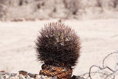 DSC03806.JPG (108.47 KiB) 10705 mal betrachtet Acanthocalycium thionanthum RB3194 - RN40 Quebrada de las Flechas, Salta 1935m