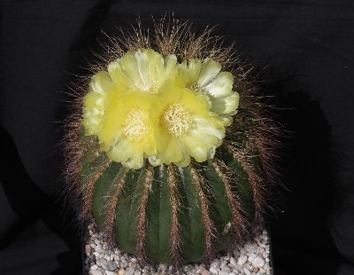 Notoc_claviceps_100518_7246.jpg