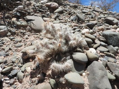 DSCN1877.JPG (173.38 KiB) 10705 mal betrachtet Tephrocactus weberi RB3197 - RN40 nördl. Angastaco, Salta 1865m