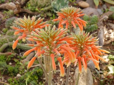 Aloe maculata Blüten.jpg