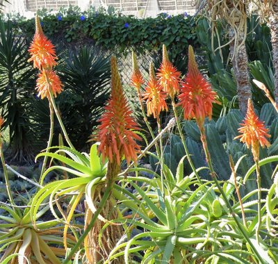 Aloe pluridens.jpg