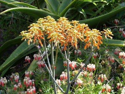 Aloe stricta, Blüten.jpg