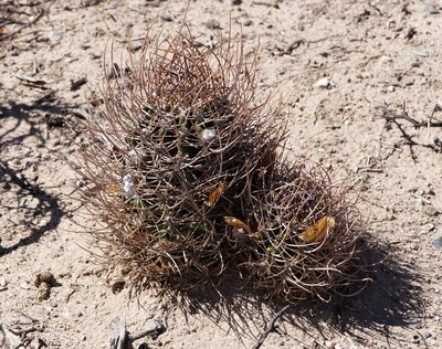 DSC03873.JPG (226.17 KiB) 11008 mal betrachtet Echinopsis leucantha RB3207 - Santa Maria, Famatanca, Catamarca 1950m