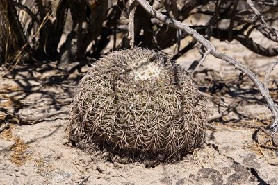 DSC03893.JPG (185.85 KiB) 11019 mal betrachtet Gymnocalycium spegazzinii RB3210 - nördl. El Desmonte, Catamarca 2048m
