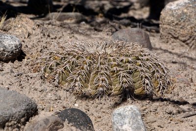 DSC03903.JPG (167.14 KiB) 11019 mal betrachtet Gymnocalycium spegazzinii RB3210 - nördl. El Desmonte, Catamarca 2048m