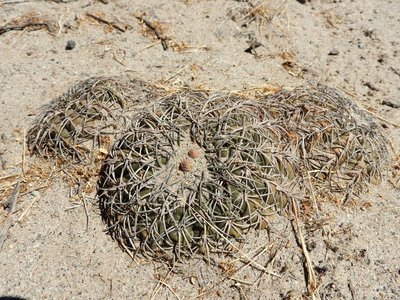 DSCN1923.JPG (216.68 KiB) 11008 mal betrachtet Gymnocalycium spegazzinii RB3210 - nördl. El Desmonte, Catamarca 2048m