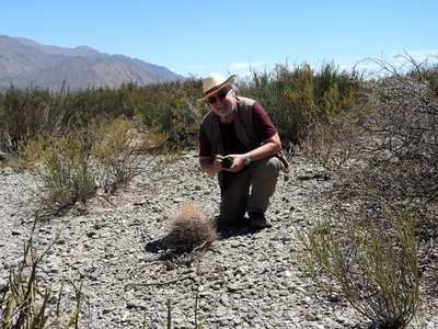 DSCN1936.JPG (197.34 KiB) 10622 mal betrachtet Echinopsis leucantha RB3214 - südl. Punta de Balastro, Catamarca 2145m