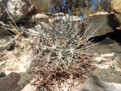 DSCN1942.JPG (153.9 KiB) 10622 mal betrachtet Acanthocalycium glaucum f.griseum RB3215 - südl. Sierra de Quilmes, Catamarca 2200m