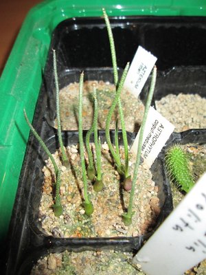 Astrophytum caput medusae.JPG