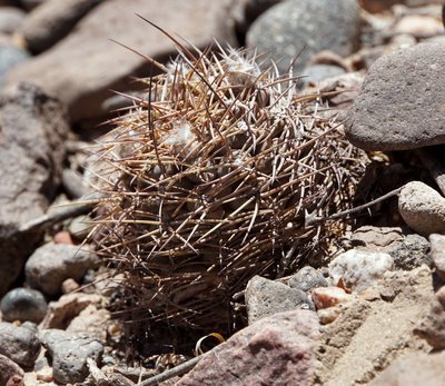 DSC03960.JPG (188.69 KiB) 10280 mal betrachtet Acanthocalycium glaucum RB3219 - RN40 nordwestl. Nacimiento, Catamarca 2150m