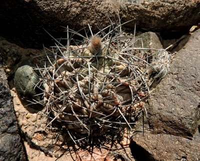 DSCN1966.JPG (205.45 KiB) 10677 mal betrachtet Acanthocalycium glaucum RB3221 - östl. Nacimiento, Catamarca 2065m