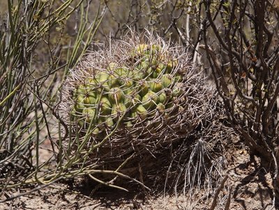 DSC03975.JPG (212.79 KiB) 10666 mal betrachtet Gymnocalycium saglionis RB3223 - östl. Nacimiento, Catamarca 2065m