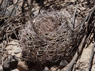 DSC03956.JPG (218.54 KiB) 10666 mal betrachtet Gymnocalycium catamarcense f.montanum RB3218 - RN40 nordwestl. Nacimiento, Catamarca 2150m