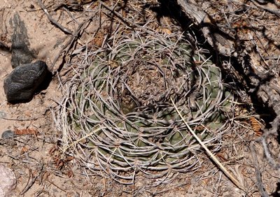 DSC03971.JPG (223.85 KiB) 10666 mal betrachtet Gymnocalycium catamarcense f.montanum RB3222 - östl. Nacimiento, Catamarca 2065m