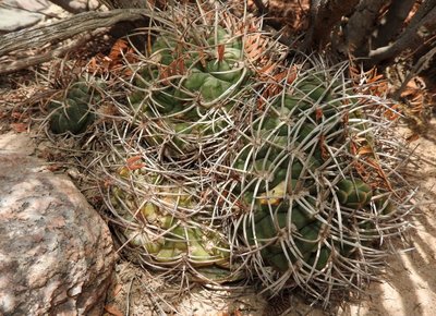 DSCN1980.JPG (188.69 KiB) 10177 mal betrachtet Gymnocalycium catamarcense f.belense RB3225 - südl. Hualfin, Catamarca 1785m