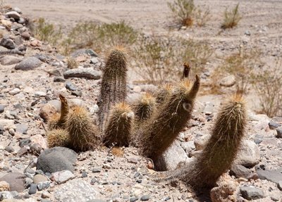 DSC03987.JPG (169.98 KiB) 10177 mal betrachtet Lobivia huascha RB3224 - südl. Hualfin, Catamarca 1785m