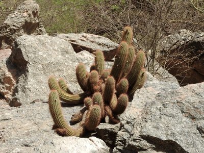 DSCN2004.JPG (201.66 KiB) 10177 mal betrachtet Lobivia huascha RB3231 - La Puerta de San Jose, Catamarca 1395m
