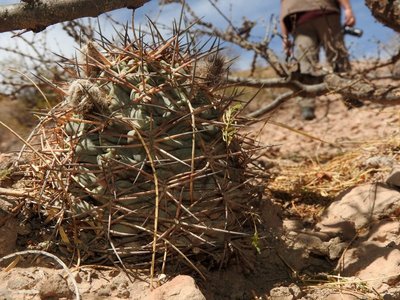 Acanthocalycium glaucum RB3228 - Las Juntas, südl. Hualfin, über Friedhof, Catamarca 1745m