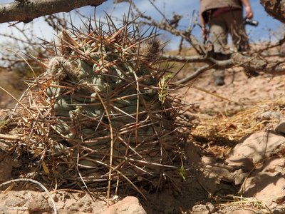 DSCN1993.JPG (162.89 KiB) 10574 mal betrachtet Acanthocalycium glaucum RB3228 - Las Juntas, südl. Hualfin, über Friedhof, Catamarca 1745m