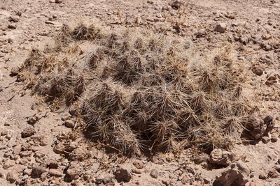 DSC04020.JPG (219.6 KiB) 10574 mal betrachtet Tephrocactus weberi RB3230 - Las Juntas