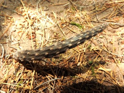 DSCN2000.JPG (150.84 KiB) 10574 mal betrachtet Pterocactus tuberosus RB3229 - Las Juntas, südl. Hualfin, über Friedhof, Catamarca 1745m