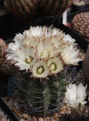 N. taltalensis