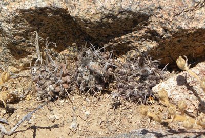 DSCN8593.JPG (188.05 KiB) 18421 mal betrachtet Horridocactus heinrichianus trapichensis RB2038 - südwestl. El Trapiche, Coquimbo 378m