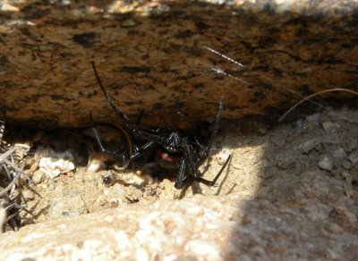 DSCN8596.JPG (105.28 KiB) 18421 mal betrachtet Chilenische Witwe - Latrodectus variegatus