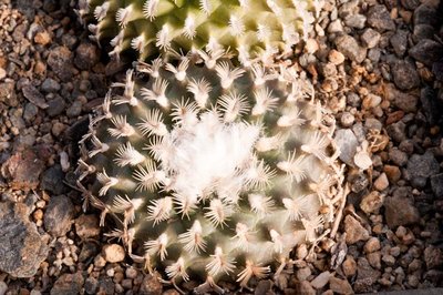 Turbinicarpus x pulcherrimus <br />Herkunft Panarotto