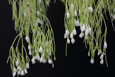 Rhipsalis baccifera.JPG