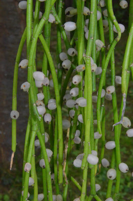 Rhipsalis baccifera #1400 Bild 39 .jpg